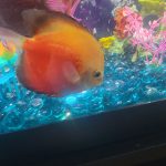 Snow Leopard Discus, Dense Pattern photo review
