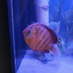Wild Super Red Cuipeua Discus photo review