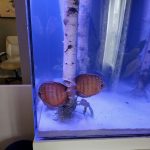 Wild Super Red Cuipeua Discus photo review