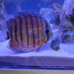Wild Mangal Discus photo review