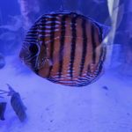 Wild Mangal Discus photo review