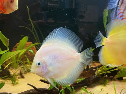 Snow White Discus photo review