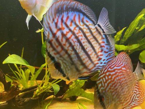 Blue Diamond Snakeskin Cross Discus photo review