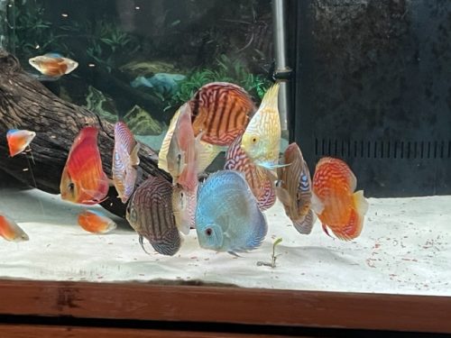 Ocean Green Snakeskin Discus photo review