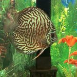 Red Tiger Turquoise Discus photo review