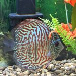 Red Tiger Turquoise Discus photo review