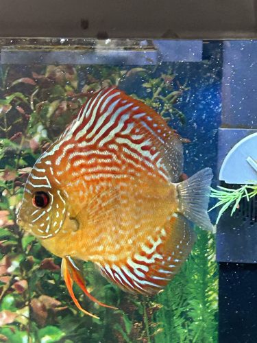 Brown Striated Red Throwback Discus photo review