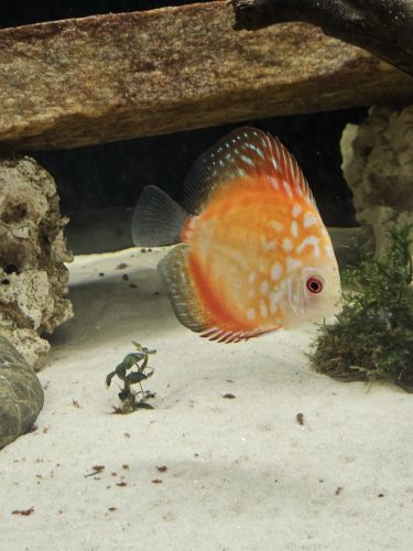Golden Melon Throwback Discus photo review