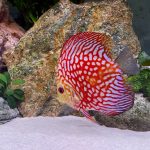 Pearl Pigeon Snakeskin Discus photo review