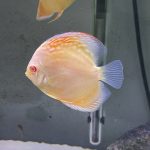 Albino Pearl Diamond Discus, Light Base photo review