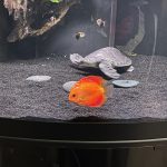 Marlboro Red Panda Discus photo review