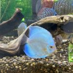 High Bodied Blue Diamond Discus With Deep Blue Gene photo review