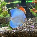 High Bodied Blue Diamond Discus With Deep Blue Gene photo review