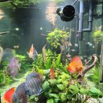 Cardinal Tetra (As seen at National Aquarium), Fat AAA Grade photo review