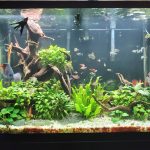 Cardinal Tetra (As seen at National Aquarium), Fat AAA Grade photo review
