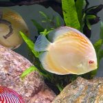 Albino Pearl Diamond Discus, Light Base photo review