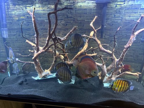 Wild Super Red Cuipeua Discus photo review