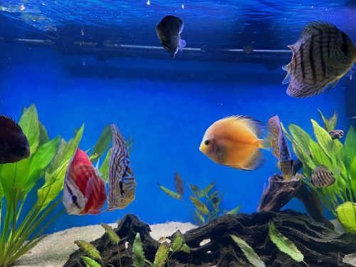 Golden Valentine Discus photo review
