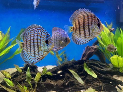 Red Tiger Turquoise Discus photo review