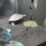 Blue Diamond Discus With Deep Blue Gene photo review