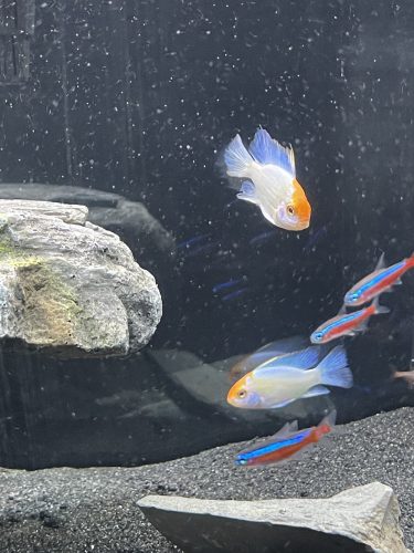 Cardinal Tetra (As seen at National Aquarium), Fat AAA Grade photo review