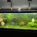 Super Pigeon Snakeskin Discus, Yellow Base photo review