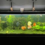 Super Pigeon Snakeskin Discus, Yellow Base photo review