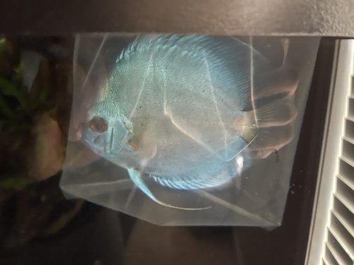 Blue Diamond Discus With Deep Blue Gene photo review