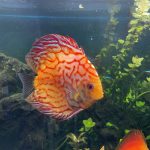 Golden Leopard Discus, Light Base photo review