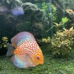 Super Pigeon Snakeskin Discus, Yellow Base photo review