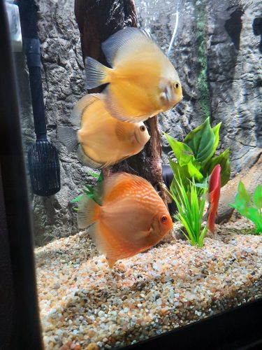Albino Rafflesia Discus photo review