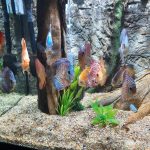 German Red Turquoise Discus, Red Base photo review