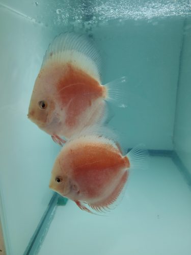 Valentine Discus, Proven Breeding Pair photo review