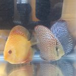 Blue Leopard Discus, Orange Base photo review