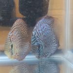Blue Leopard Discus, Orange Base photo review