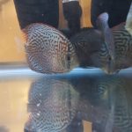 Blue Leopard Discus, Orange Base photo review