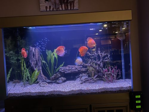Red Eagle Discus, Honeycomb Pattern photo review
