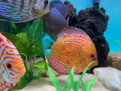 Super Pigeon Snakeskin Discus, Yellow Base photo review