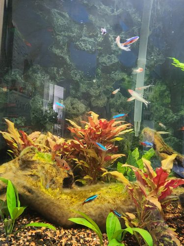 Large Rummy Nose Tetra (As seen at National Aquarium) Fat AAA Grade photo review