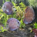 Red Tiger Turquoise Discus photo review