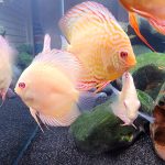 Albino Rafflesia Discus photo review