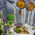 Wild Mangal Discus photo review