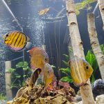 Wild Mangal Discus photo review