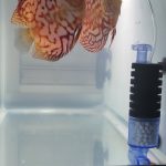 Checkerboard Pigeon Discus, Thick Pattern, Proven Breeding Pair photo review