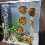Wild Mangal Discus photo review