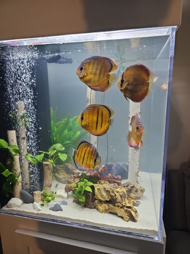 Wild Super Red Cuipeua Discus photo review