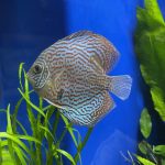 Blue Leopard Discus, Orange Base photo review