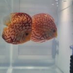 Checkerboard Pigeon Discus, Thick Pattern, Proven Breeding Pair photo review