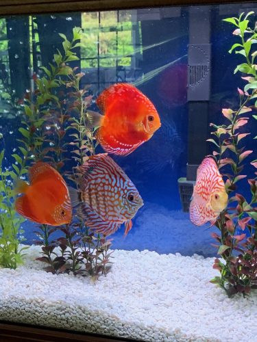 Rafflesia Discus photo review