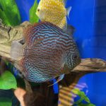 Blue Leopard Discus, Orange Base photo review
